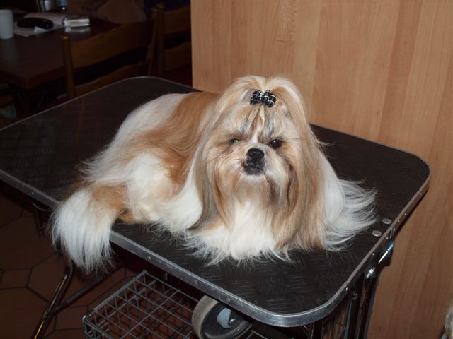 Shih Tzu Danmark